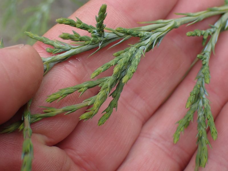 Juniperus scopulorum, photographed by Shane Johnson