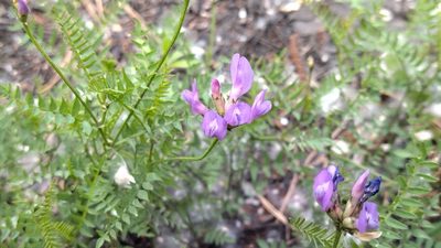 Astragalus danicus, photographed by Екатерина Гущина