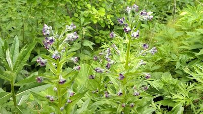Cynoglossum officinale, photographed by Екатерина Гущина