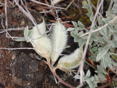 Astragalus purshii, photographed by Shane Johnson