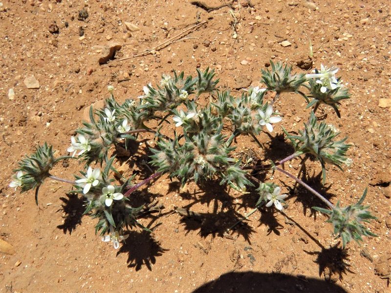 Eriastrum diffusum, photographed by Annika Lindqvist