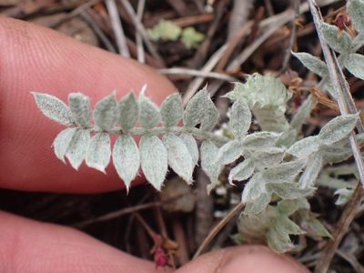 Astragalus purshii, photographed by Shane Johnson