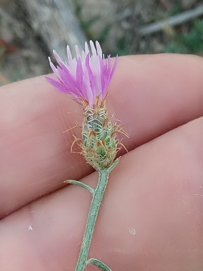 Centaurea parviflora, photographed by Karim Haddad