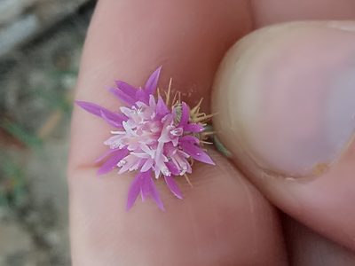Centaurea parviflora, photographed by Karim Haddad