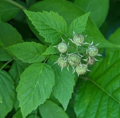 Rubus occidentalis, photographed by Tom and T Herman