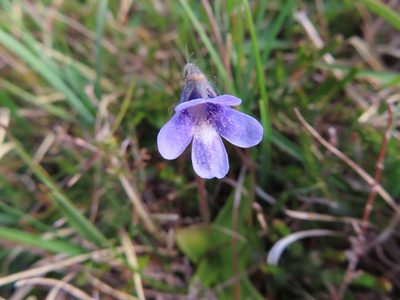 Pinguicula vulgaris, photographed by Anne Thomson