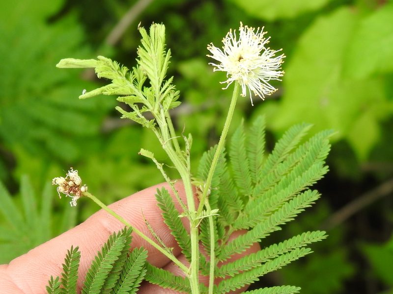 Desmanthus illinoensis, photographed by Sam Kieschnick