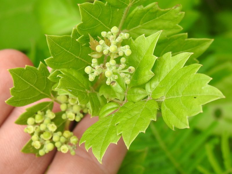 Nekemias arborea, photographed by Sam Kieschnick