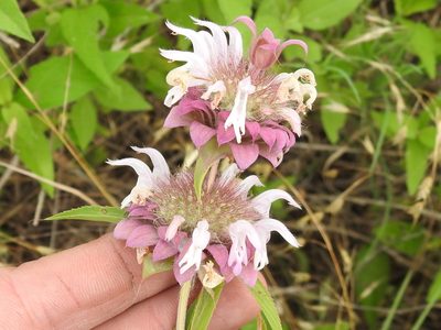 Monarda citriodora