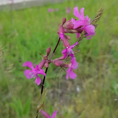 Viscaria vulgaris, photographed by Petr Harant