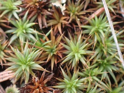 Polytrichum juniperinum, photographed by Shane Johnson