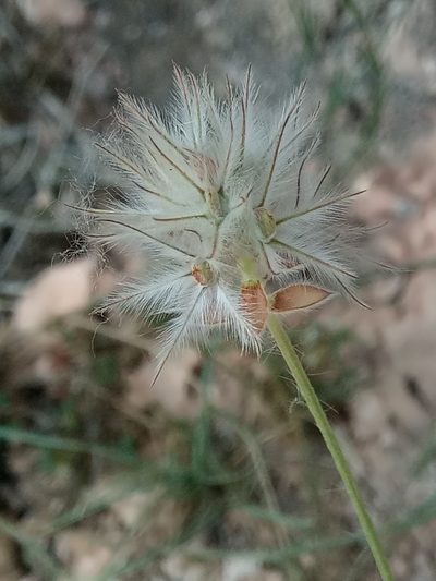 Ebenus pinnata, photographed by Karim Haddad