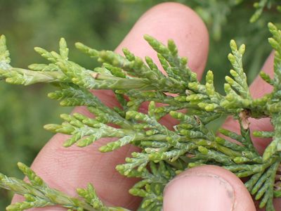Juniperus scopulorum, photographed by Shane Johnson