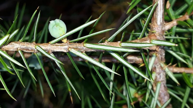 Juniperus communis, photographed by Alessia Guggisberg