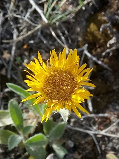 Pentanema montanum, photographed by Karim Haddad