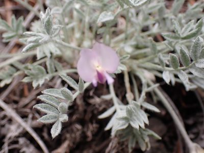 Astragalus purshii, photographed by Shane Johnson