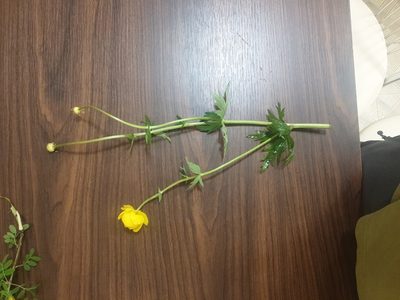 Trollius europaeus, photographed by neyasit