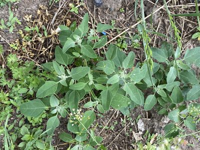 Chenopodium album, photographed by Radosław Puchałka