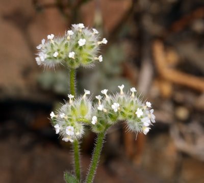 Cryptantha gracilis, photographed by Steve Matson