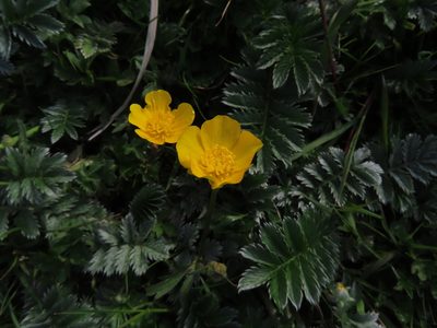 Argentina anserina, photographed by Anne Thomson