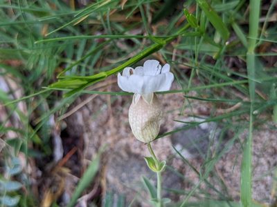 Silene uniflora, photographed by Rhonda Ridley