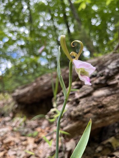 Cleistesiopsis bifaria, photographed by Shelby Lyn Sanders