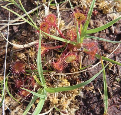 Drosera rotundifolia, photographed by Anne Thomson