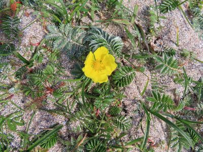 Argentina anserina, photographed by Anne Thomson