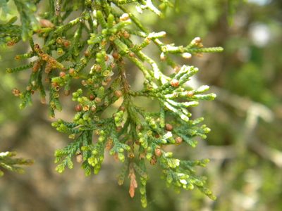 Juniperus virginiana, photographed by Tim Kirsten
