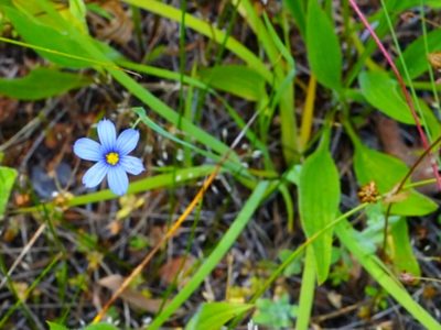 Sisyrinchium bellum