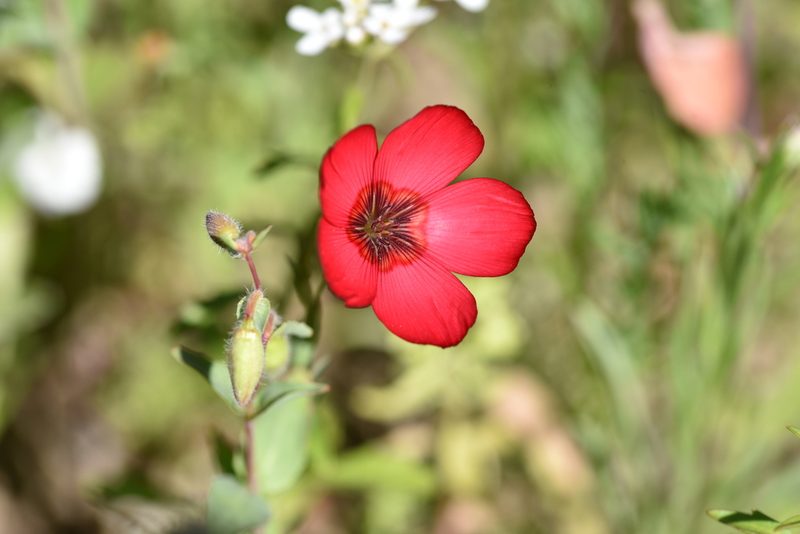 Linum grandiflorum, photographed by Jacqueline Jeanne