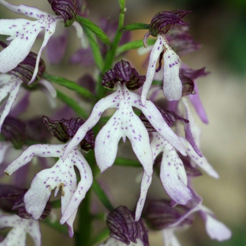 Orchis purpurea, photographed by Юрий Данилевский (Yuriy Danilevsky)