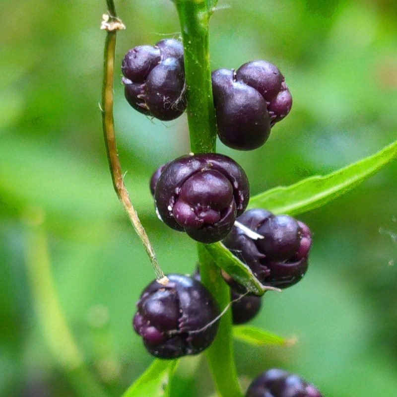 Cardamine bulbifera, photographed by Stephan Mende