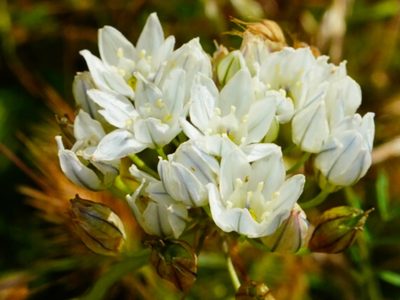 Triteleia hyacinthina, photographed by Michael Warner