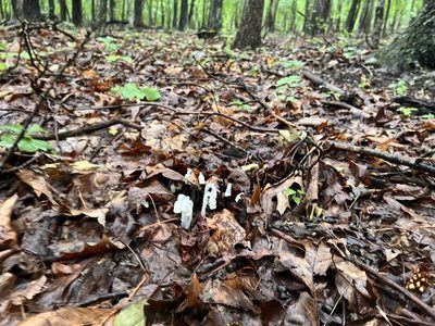 Monotropa uniflora, photographed by Katy Swiere