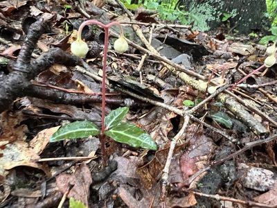 Chimaphila maculata, photographed by Katy Swiere