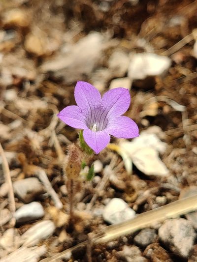 Campanula dichotoma, photographed by Riccardo Rocca