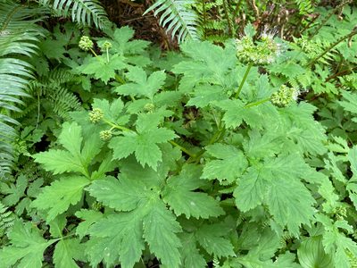 Hydrophyllum tenuipes, photographed by Roger Rittmaster