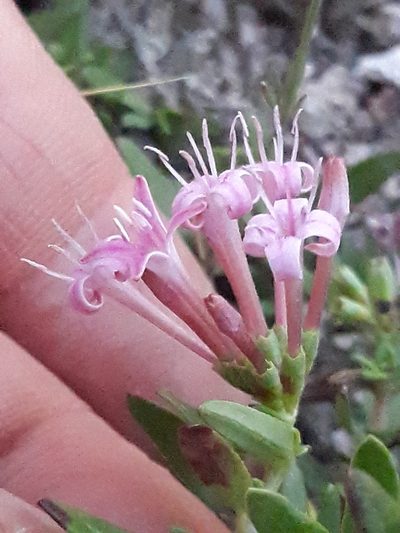 Plocama calabrica, photographed by Karim Haddad