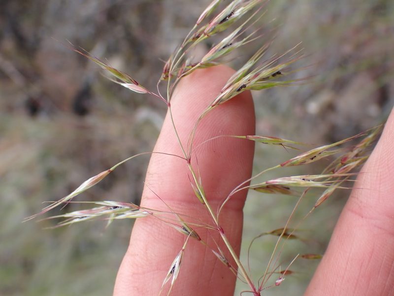 Bromus tectorum, photographed by Shane Johnson