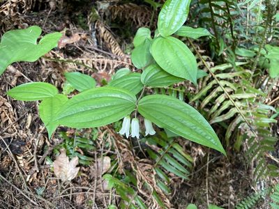 Prosartes smithii, photographed by Roger Rittmaster