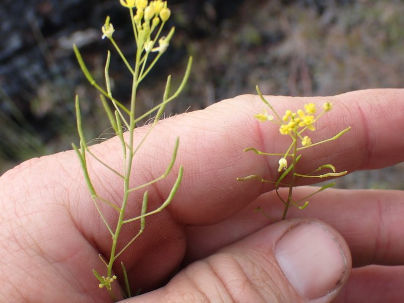 Descurainia incisa, photographed by Shane Johnson