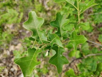 Quercus ilicifolia, photographed by Gus