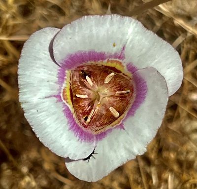 Calochortus argillosus, photographed by Chuck Wilson