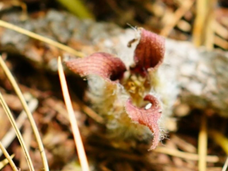 Asarum hartwegii, photographed by Michael Warner