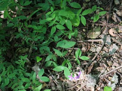 Lathyrus laxiflorus, photographed by Юрий Данилевский (Yuriy Danilevsky)