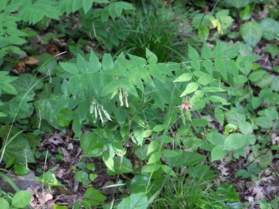 Vicia crocea, photographed by Юрий Данилевский (Yuriy Danilevsky)