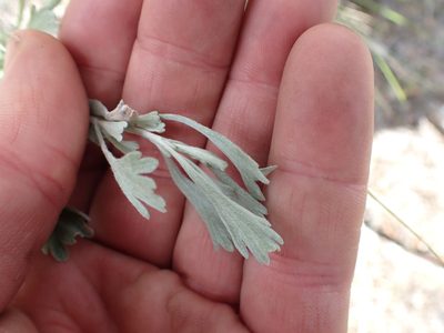 Artemisia tridentata, photographed by Shane Johnson