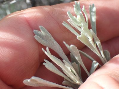 Artemisia tridentata, photographed by Shane Johnson