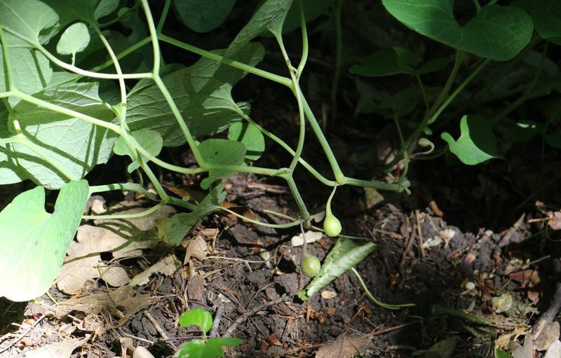 Aristolochia steupii, photographed by Юрий Данилевский (Yuriy Danilevsky)